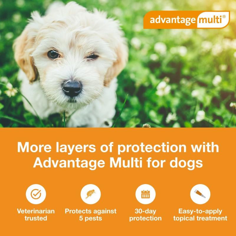 Advantage multi for dogs heartworm cheap treatment