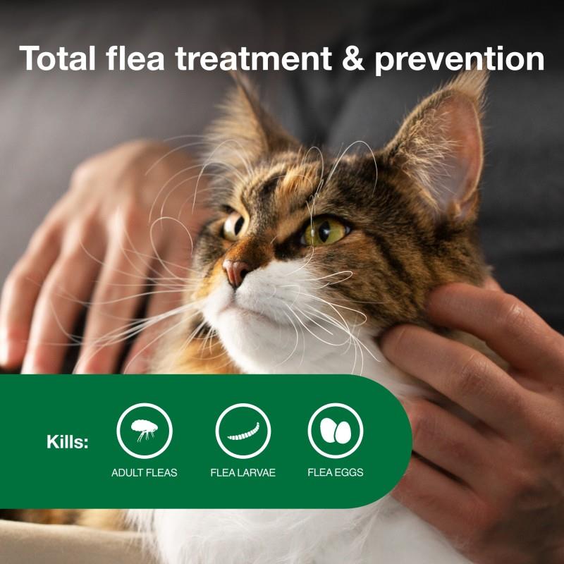 Advantage 11 flea treatment for outlet cats