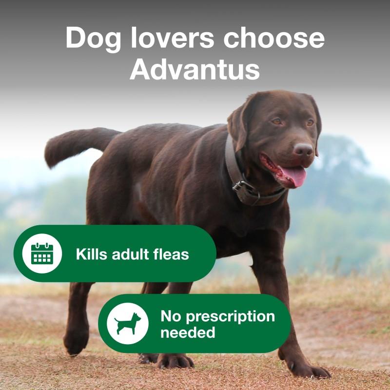 Advantus soft hotsell chew flea treatment